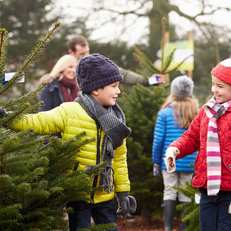 Welcher Weihnachtsbaum passt